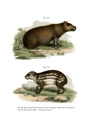 Capibara, 1860